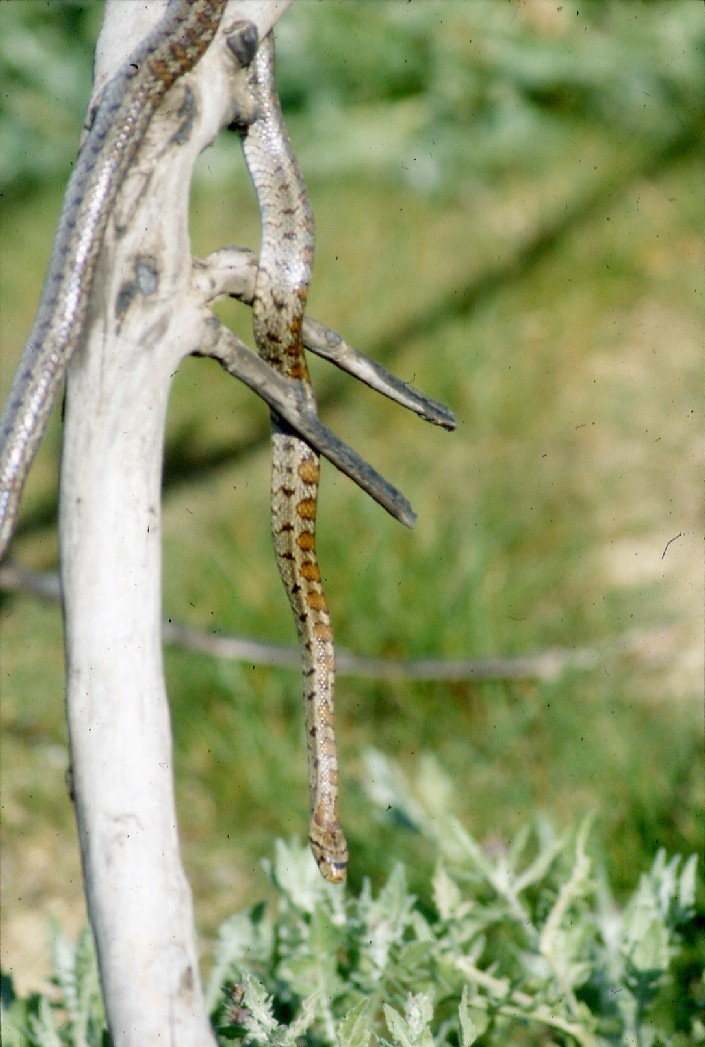 Sulla presenza del Colubro Leopardino in Sicilia